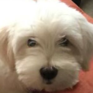 Meet your Posher, Ann